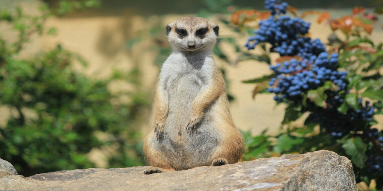 meerkat posing on rock 